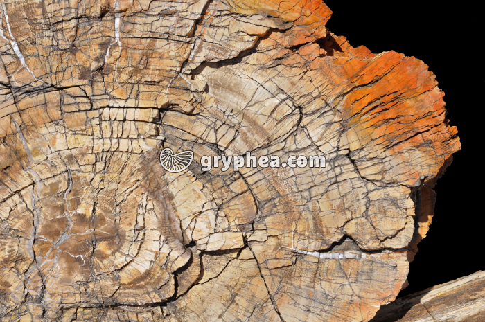 Tronc fossilisé en CT (Petrified Forest NP, Arizona, USA) - gryphea.com